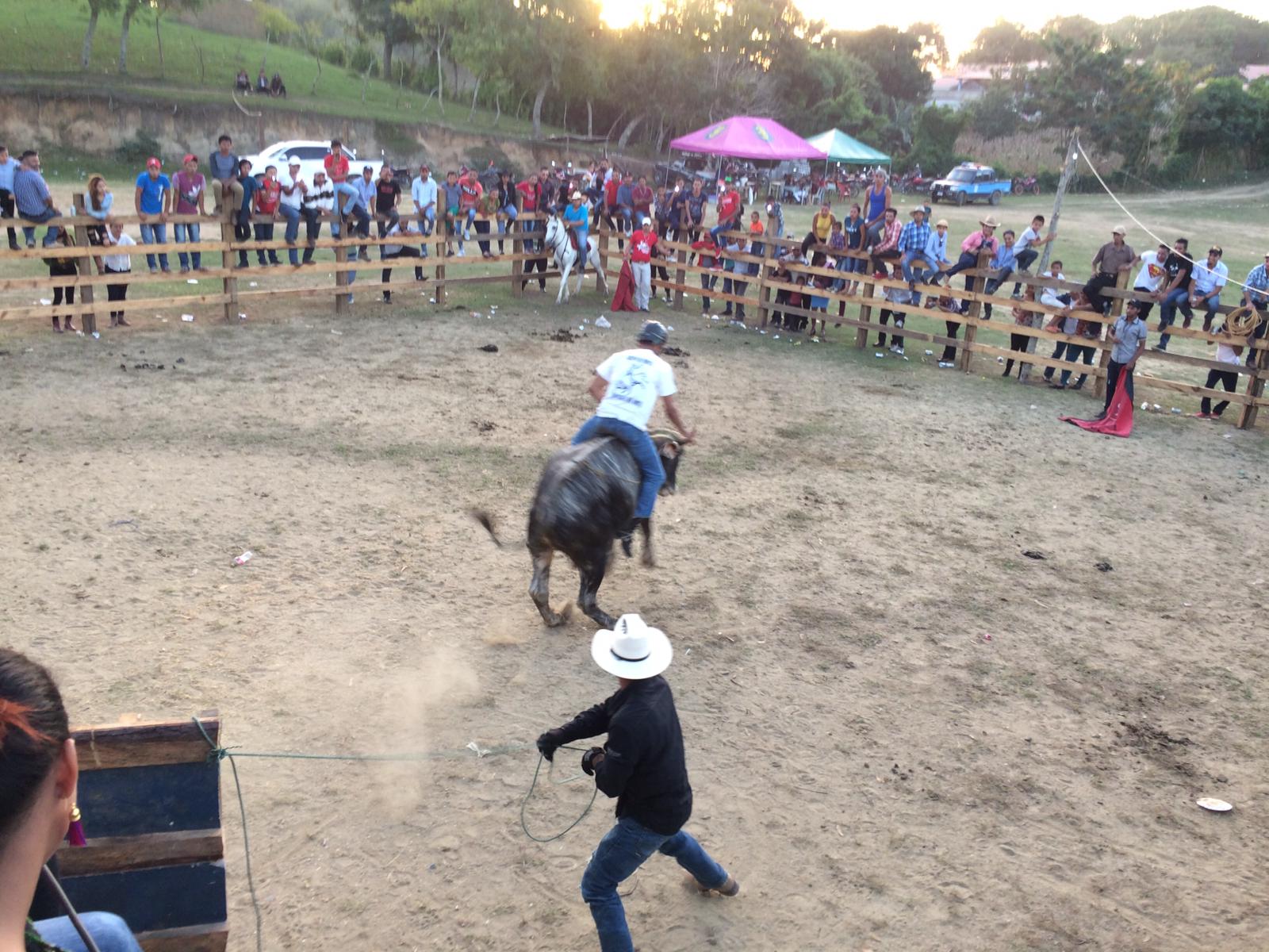 toros1